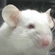 Illustration for article titled Research Paper Reveals All The Ways Scientists Hurt Mice